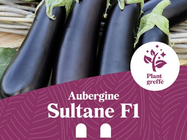 Aubergine Sultane F1