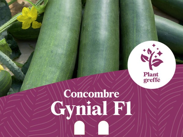 Concombre Gynial F1