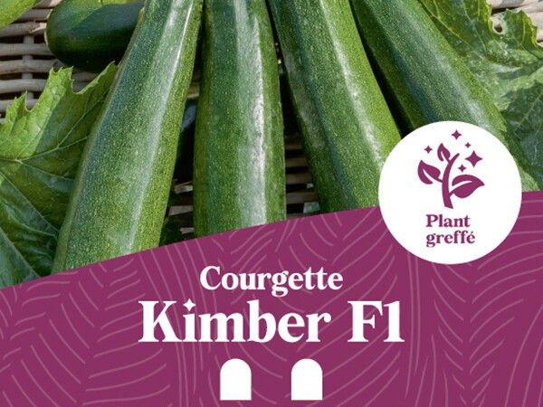 Courgette Kimber F1