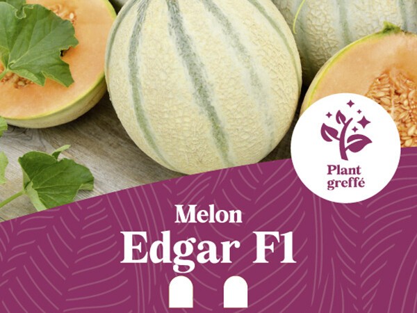 Melon Edgar F1