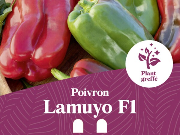 Poivron Lamuyo F1