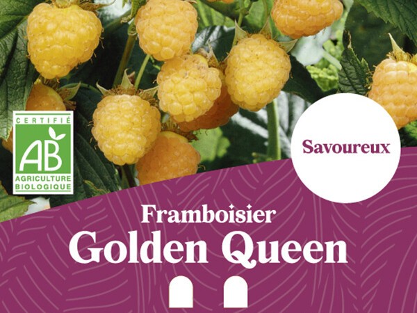 Framboisier BIO Golden Queen