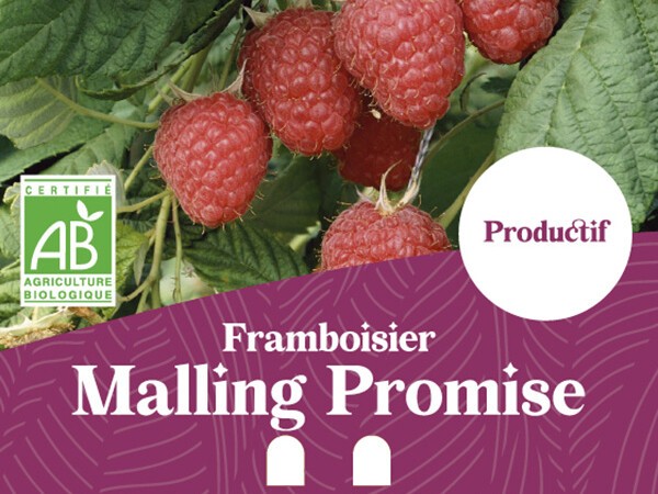 Framboisier BIO Malling Promise