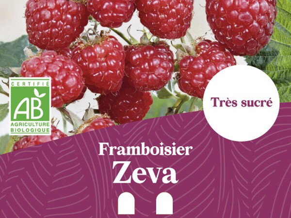 Framboisier BIO Zeva