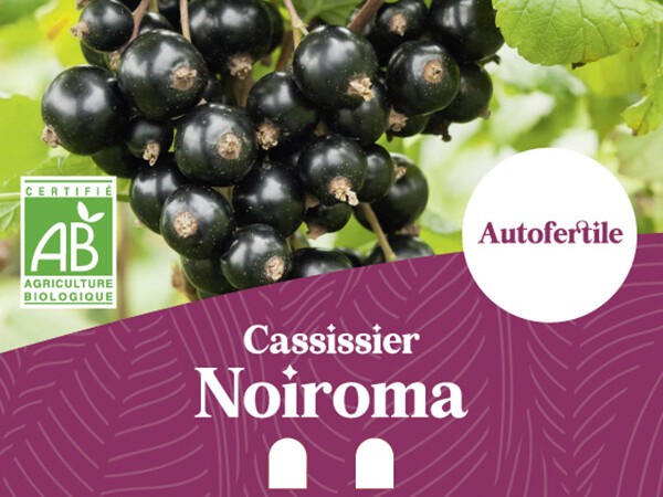 Cassissier BIO Noiroma