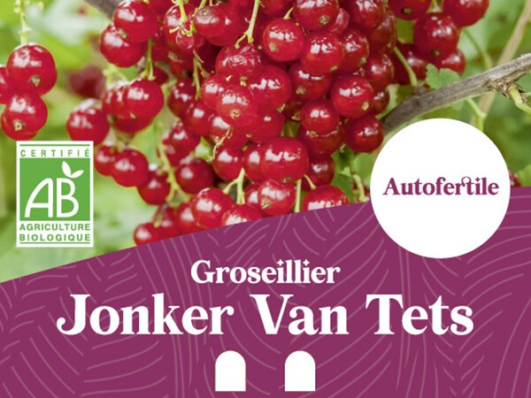 Groseillier BIO Jonker Van Tets