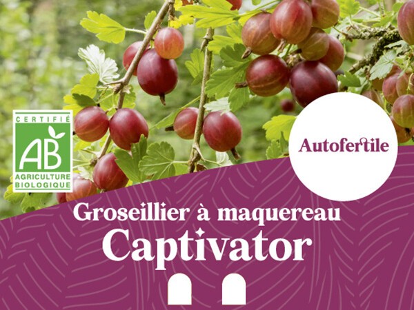 Groseillier à maquereau BIO Captivator