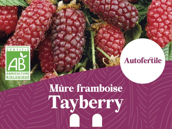 Mûre-framboise BIO Tayberry