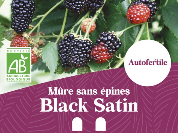 Mûre sans épines BIO Black Satin