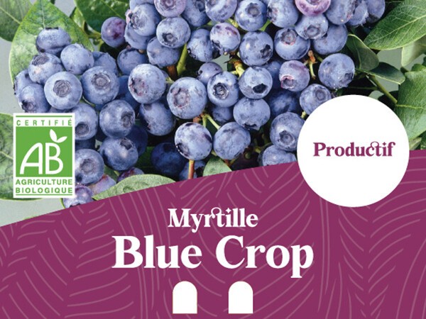 Myrtille BIO Blue Crop