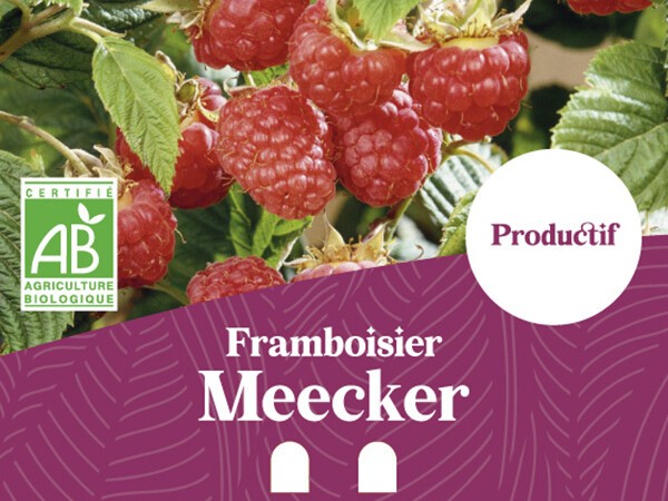 Framboisier BIO Meecker