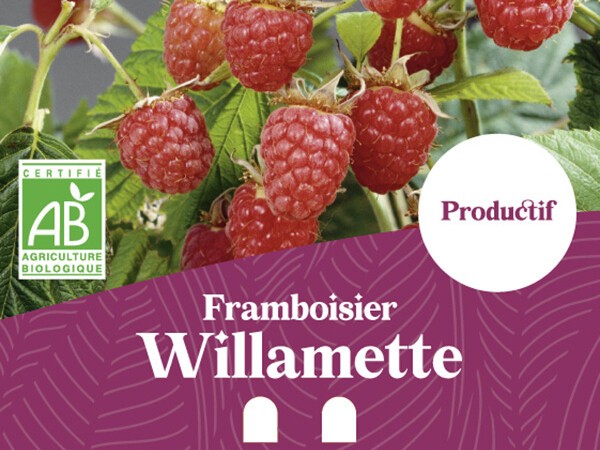 Framboisier BIO Willamette