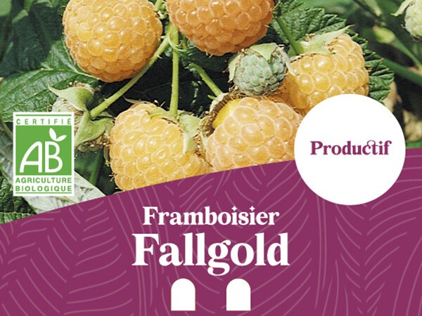 Framboisier BIO Fall gold