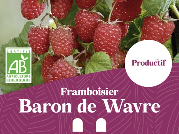 Framboisier BIO Baron de Wavre