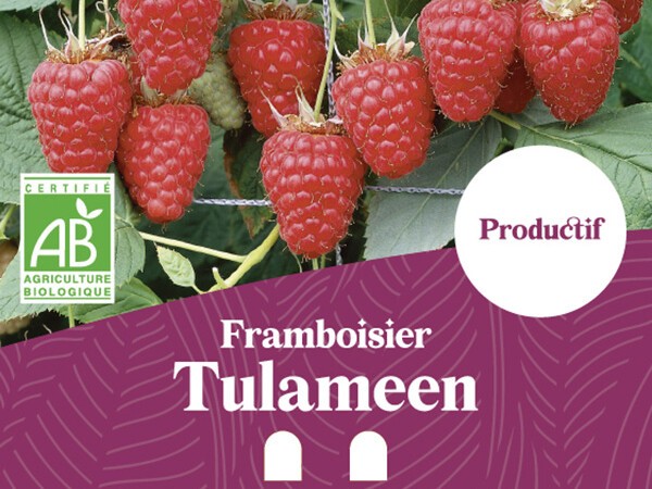 Framboisier BIO Tulameen