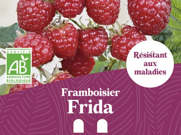 Framboisier BIO Frida