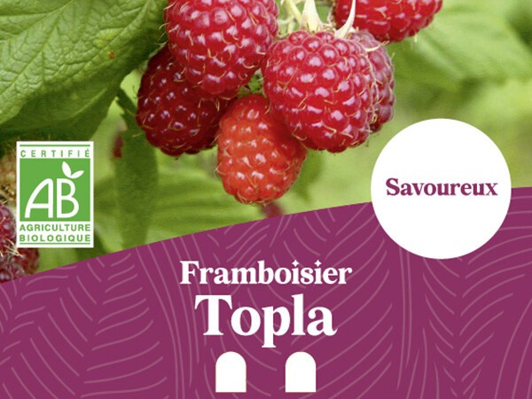 Framboisier BIO Topla