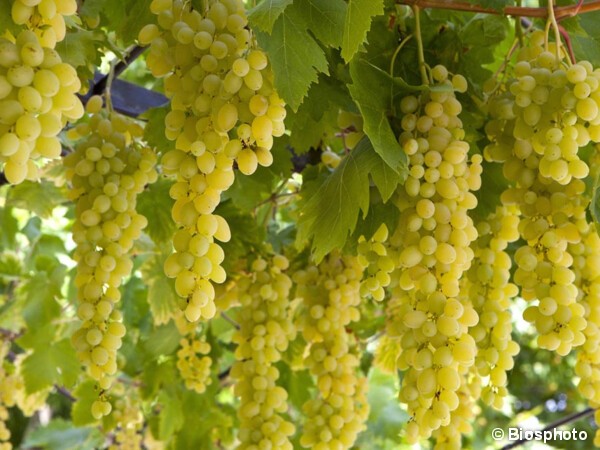 Vigne Centennial Seedless