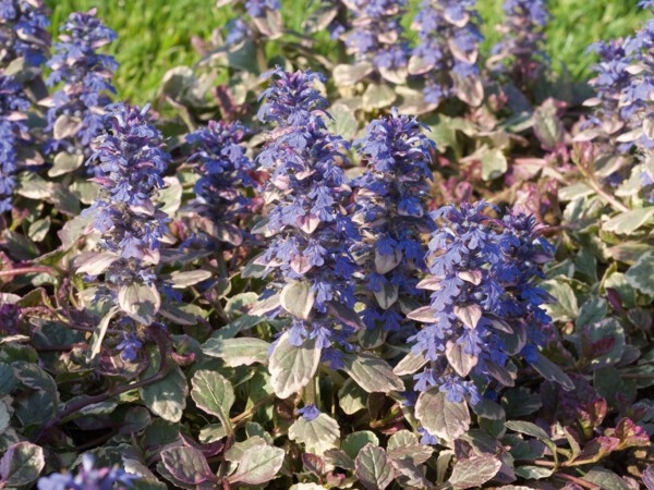 Ajuga