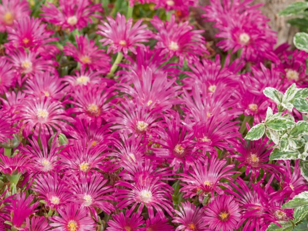 Delosperma Sutherlandii