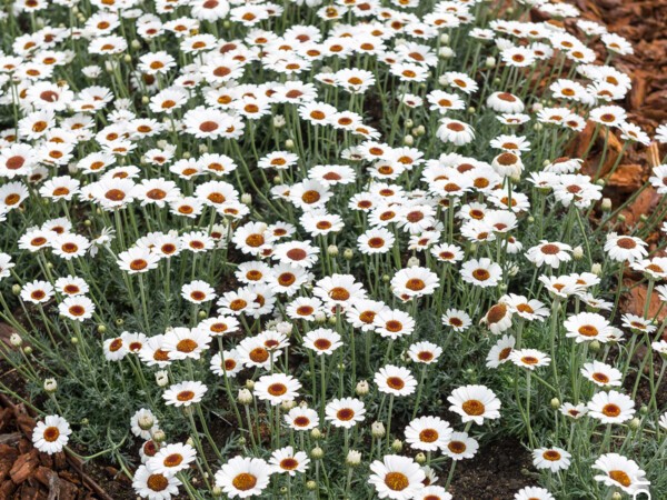 Marguerite du Maroc African Eye