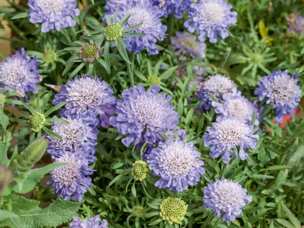 Scabieuse Columbaria