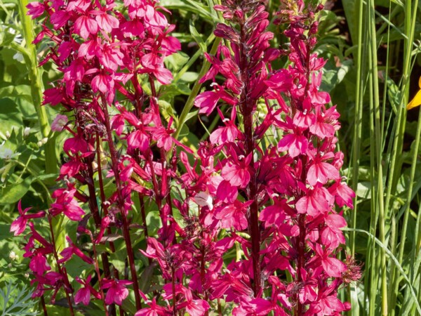 Lobelia speciosa rouge