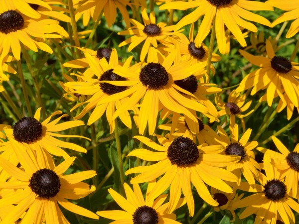 Rudbeckia Fulgida