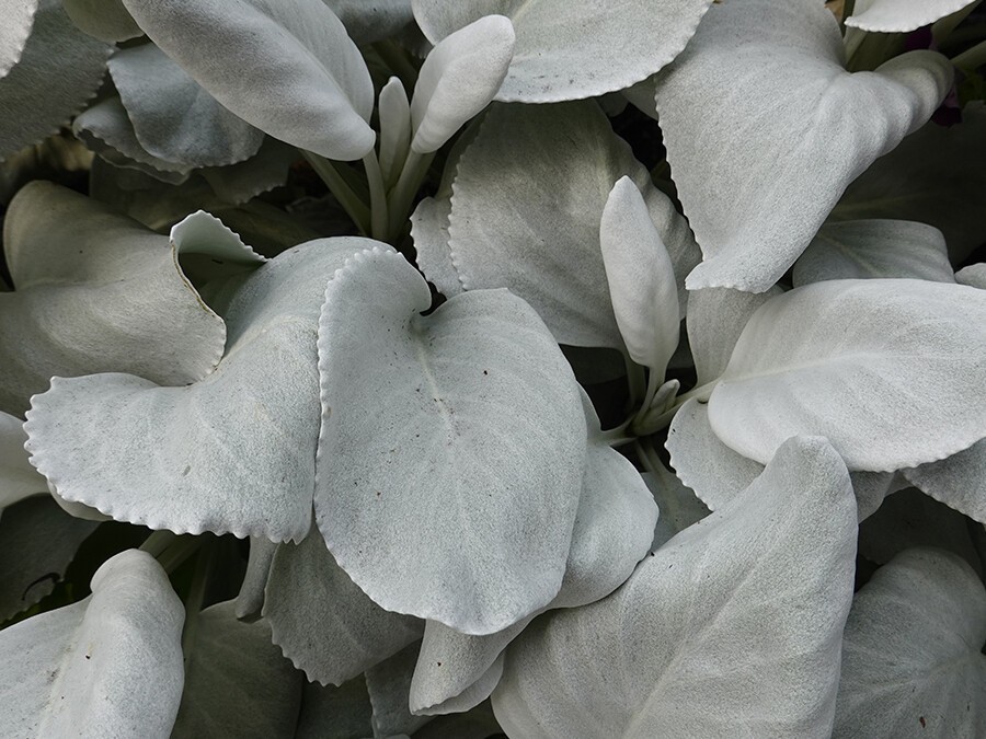 Senecio-ANGEL-WINGS.jpg