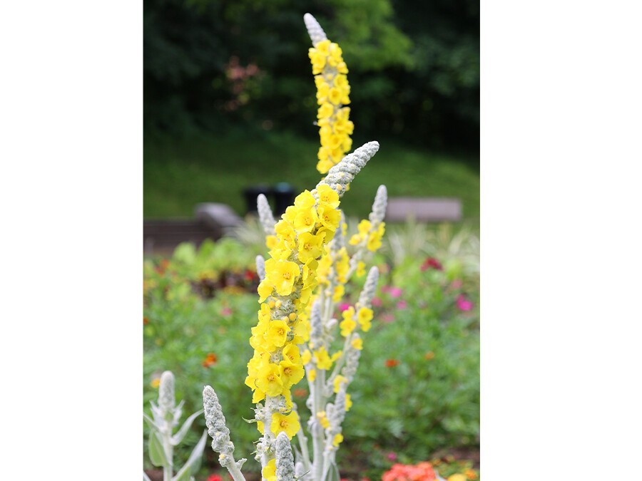 Verbascum-bombyciferum.jpg