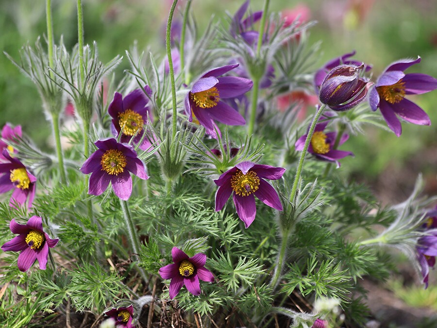 Pulsatilla-vulgaris.jpg