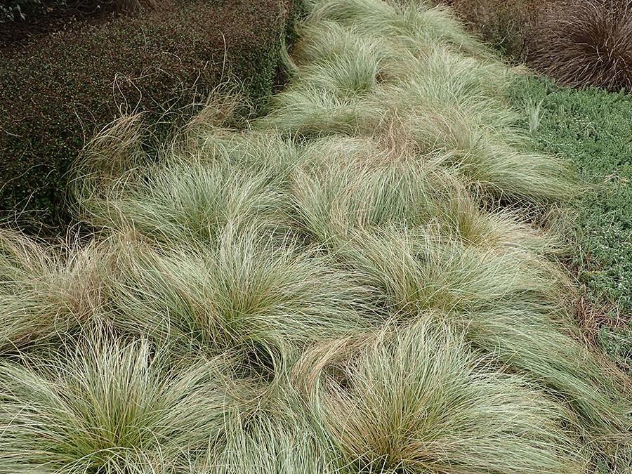 Carex-'Frosted_Curls.jpg