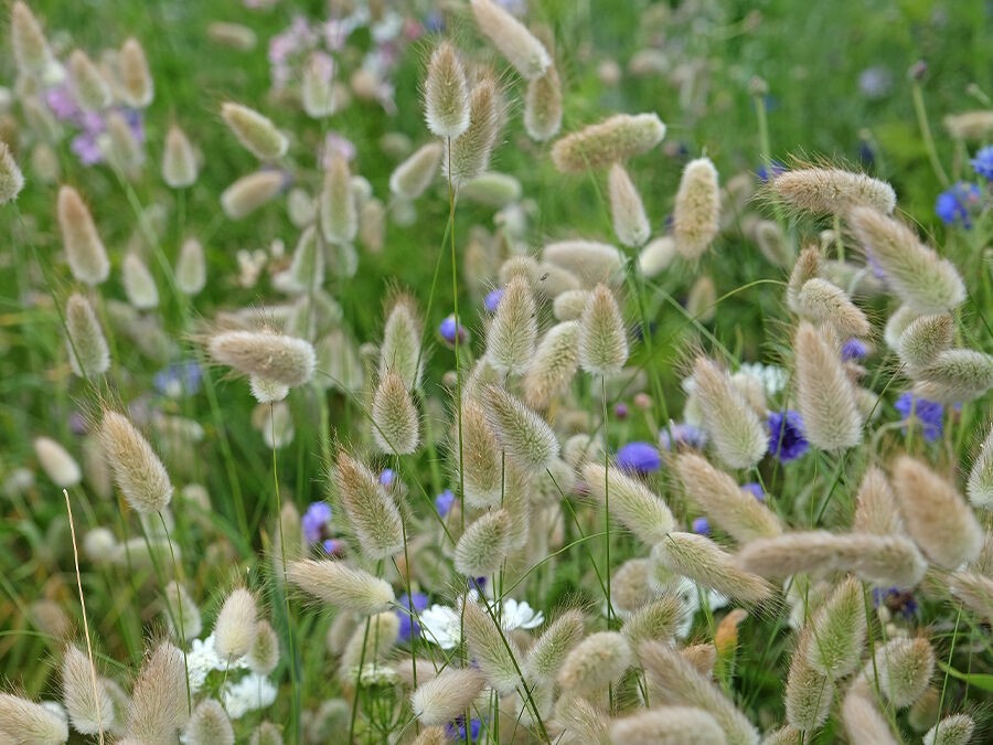 Douceur et bien-être au jardin : optez pour les plantes doudou