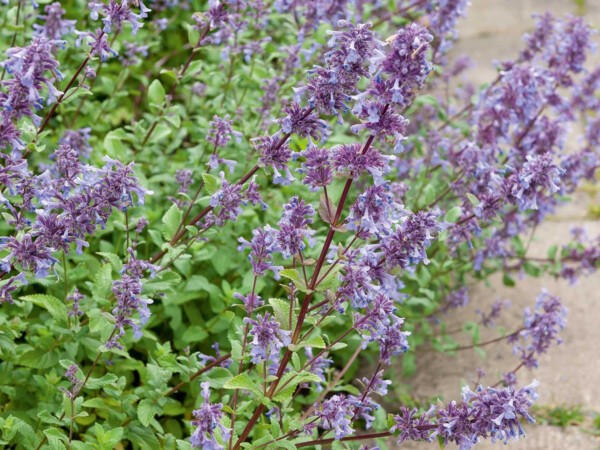 Nepeta