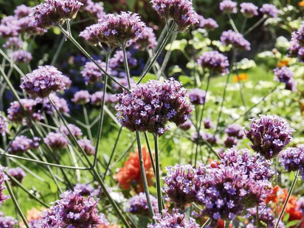 Verveine de Buenos Aires