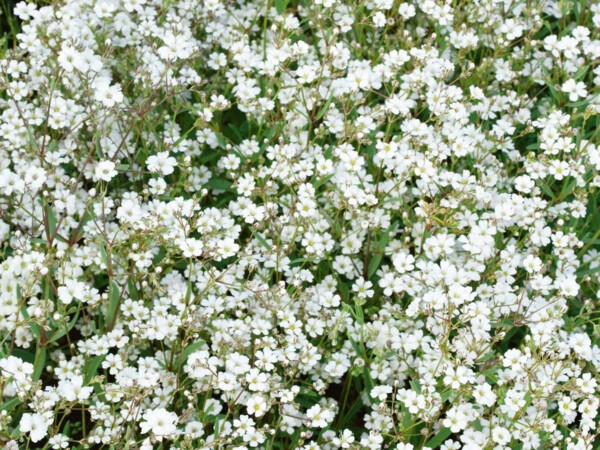 Gypsophile Paniculé