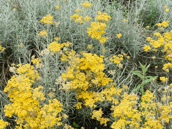 Immortelle à Bractées