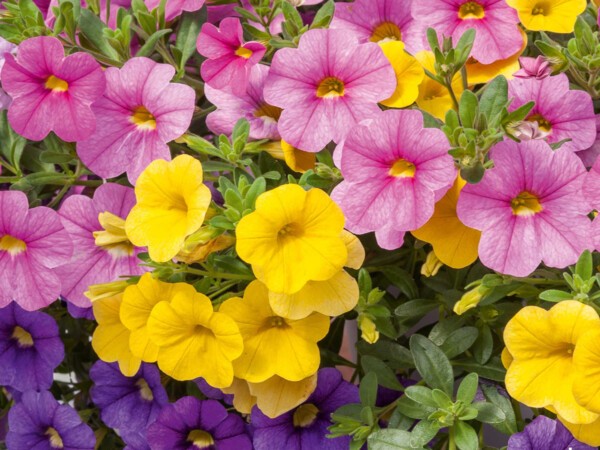 Calibrachoa