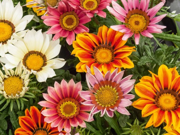 Gazania