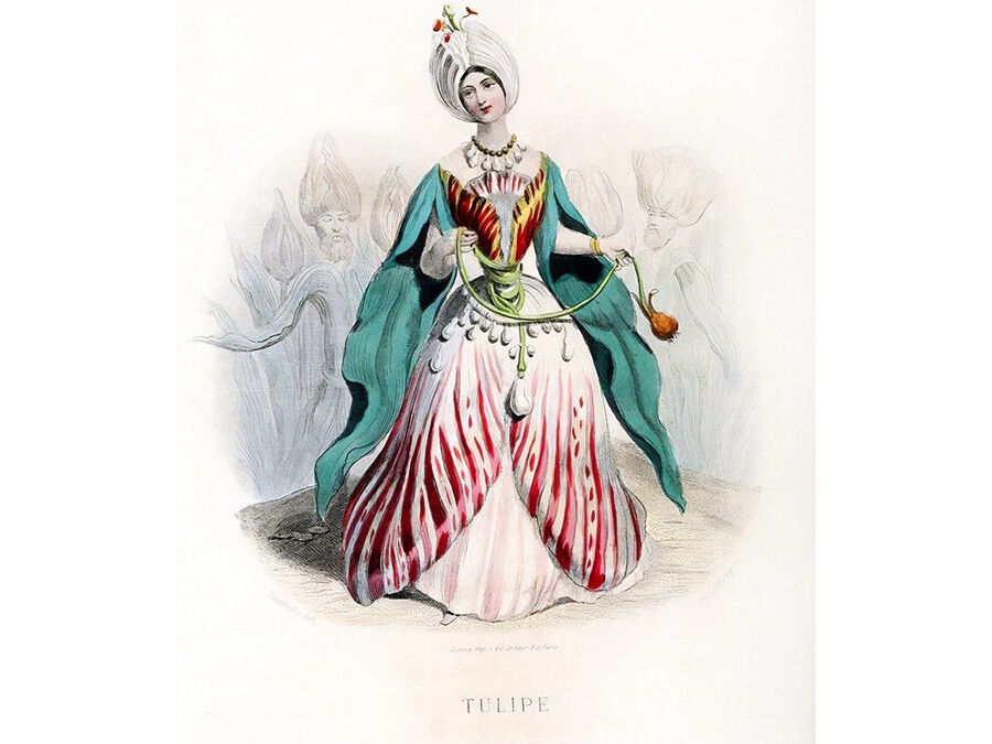 Tulipe-de-Grandville-dans-Les-fleurs-animées,-1847.jpg