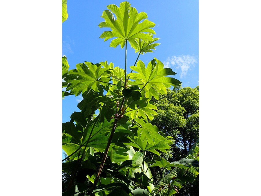 tetrapanax.jpg