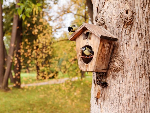 Tout savoir sur les nichoirs à oiseaux