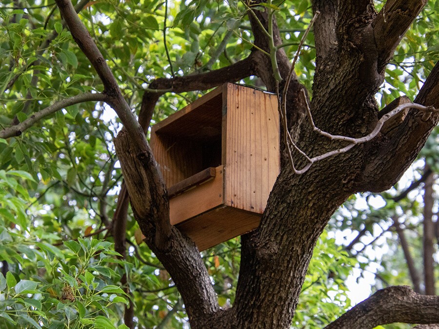 Nichoir à oiseau semi-ouvert