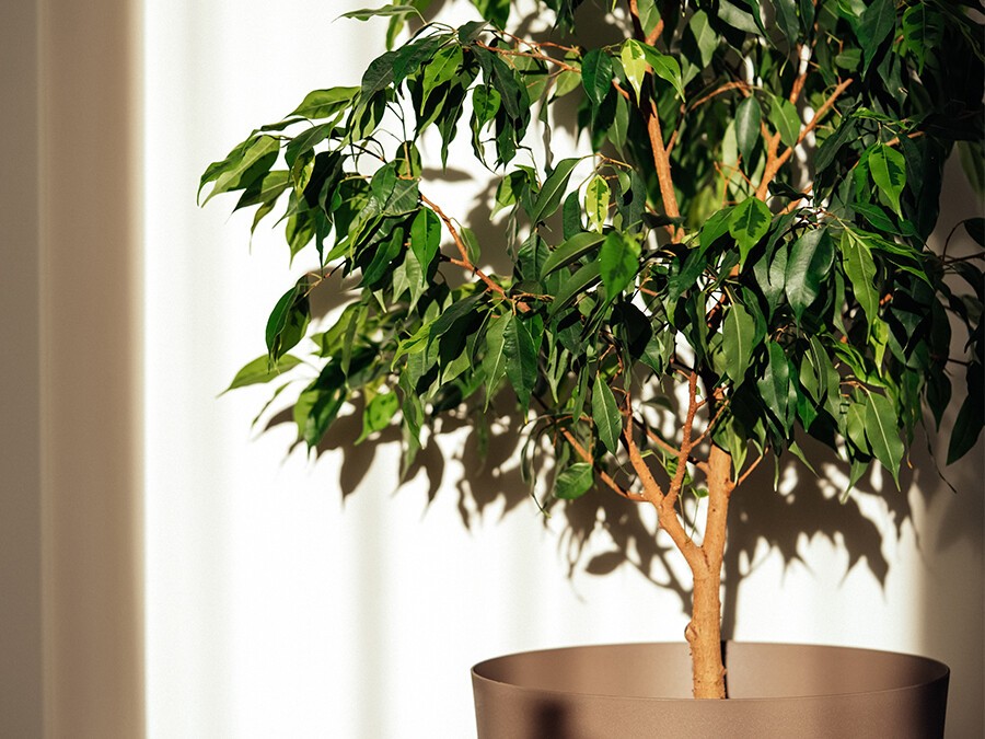 Ficus benjamina