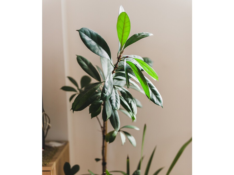 Ficus cyathistipula