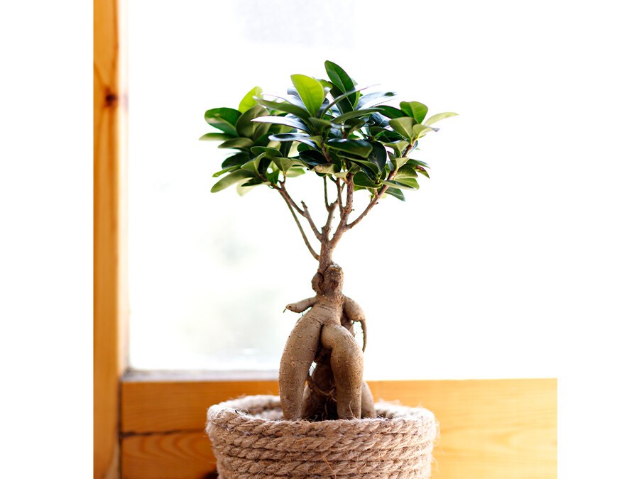 Ficus Ginseng