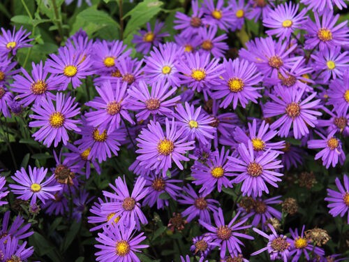 Les plus belles plantes vivaces à floraison automnale