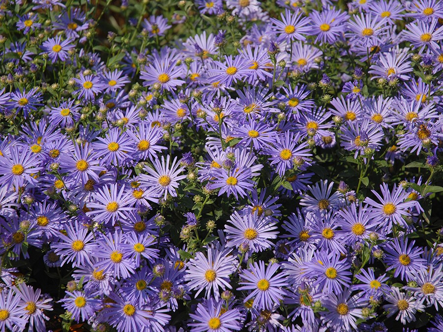 Aster Amellus