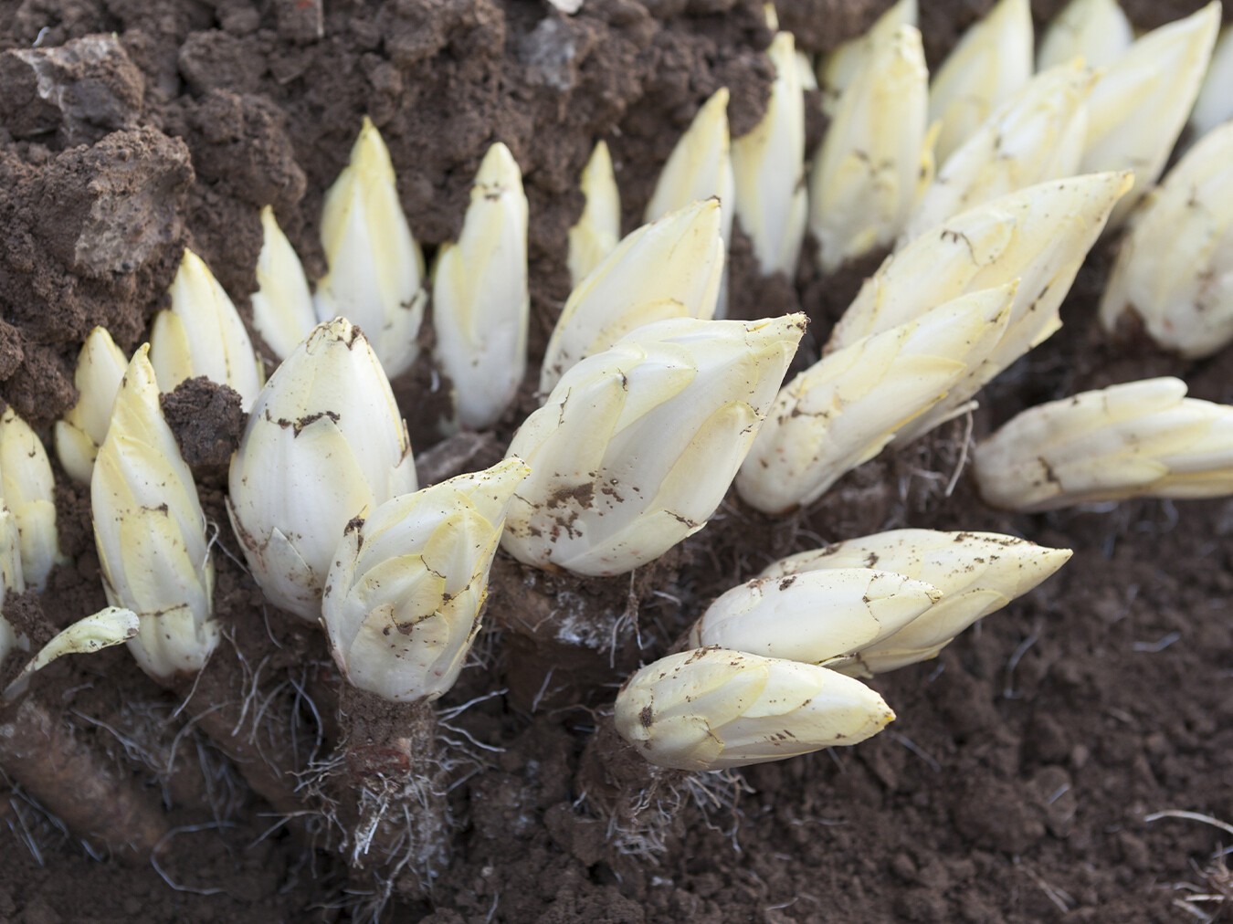 Chicons endives