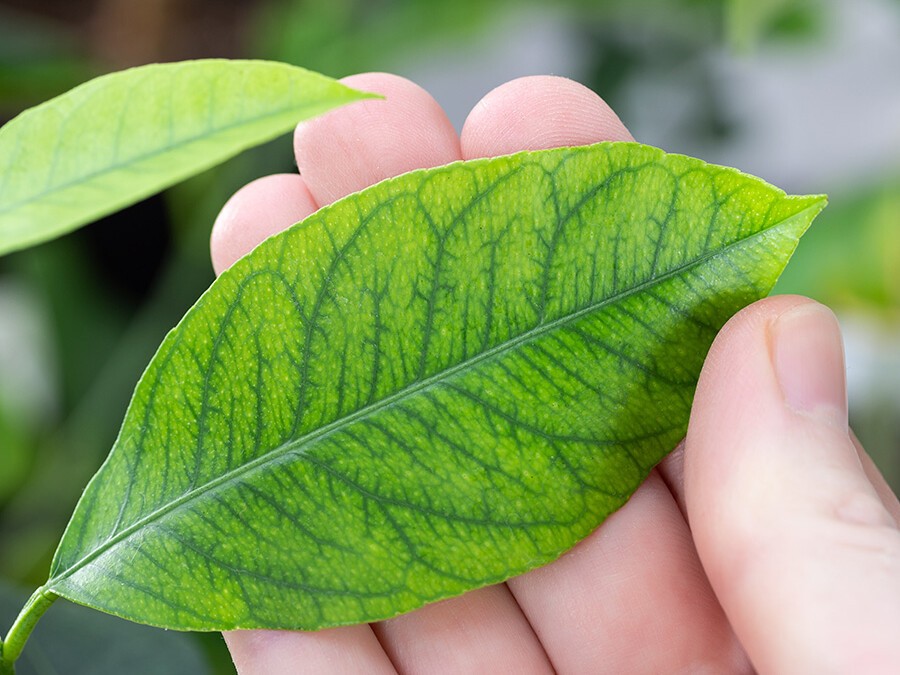 Feuilles de ma plante jaunissent entre les nervures.jpg